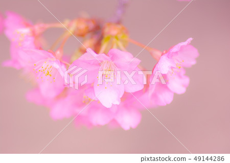 日本風景“Kozu Sakura” 日本風景“Kozu Sakura” 49144286