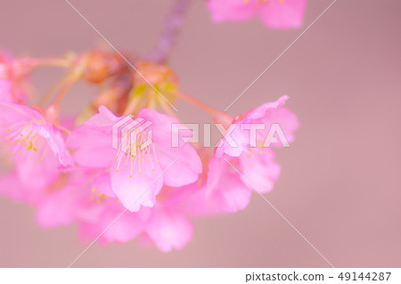 日本風景“Kozu Sakura” 日本風景“Kozu Sakura” 49144287