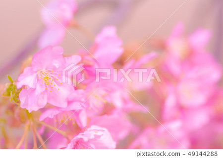 日本風景“Kozu Sakura” 49144288