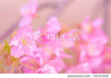 日本風景“Kozu Sakura” 日本風景“Kozu Sakura” 49144289