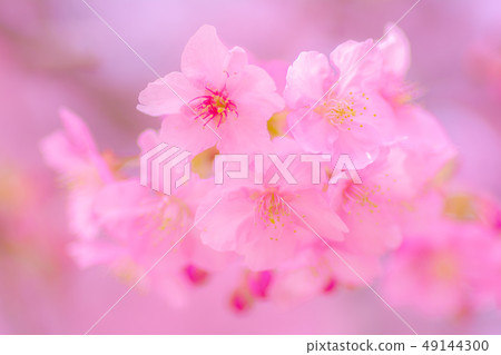 日本風景“Kozu Sakura” 49144300