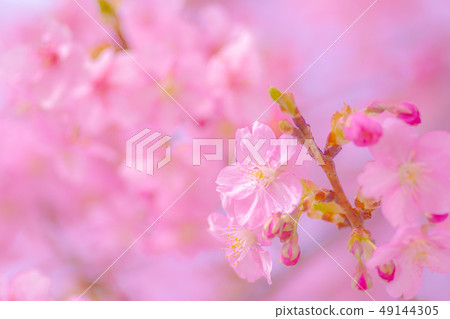 日本風景“Kozu Sakura” 49144305