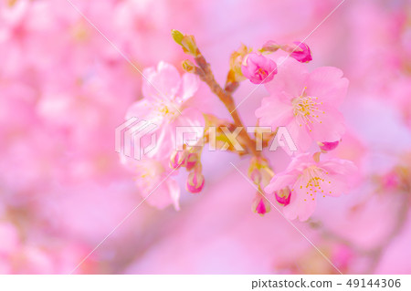 日本風景“Kozu Sakura” 49144306