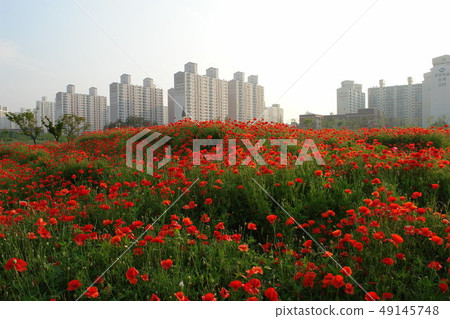 Poppy, Sangdong, Bucheon city 49145748