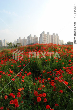 Poppy, Sangdong, Bucheon city Poppy, Sangdong, Bucheon city 49145816