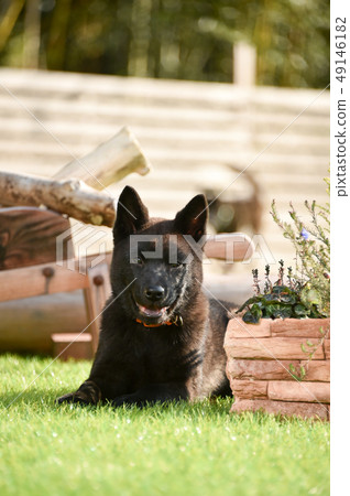 Kai dog Kai dog 49146182