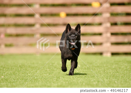 Kai dog Kai dog 49146217