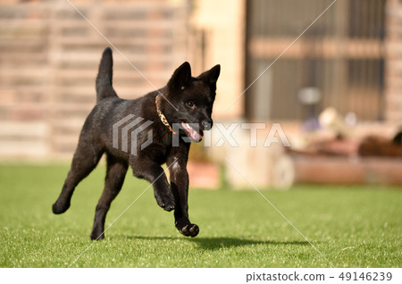 Kai dog Kai dog 49146239