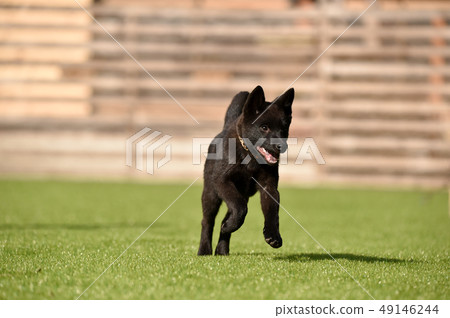 Kai dog Kai dog 49146244