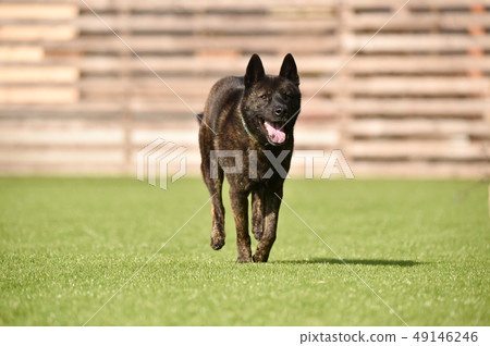 Kai dog Kai dog 49146246