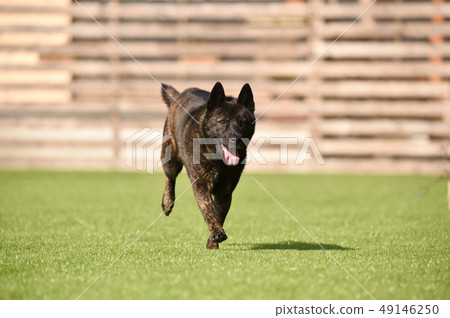 Kai dog Kai dog 49146250