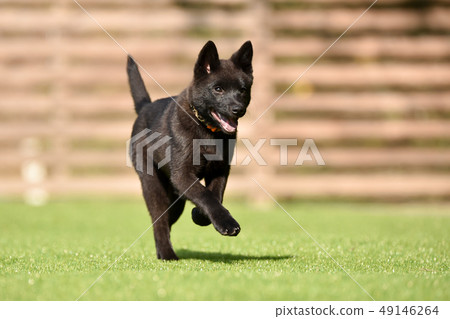 Kai dog Kai dog 49146264