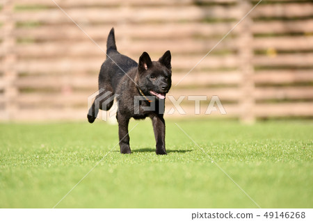 Kai dog Kai dog 49146268