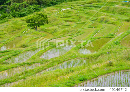 (Chiba Prefecture) Oyama Senmaida, a fresh green rice planted after rice planting 49146742
