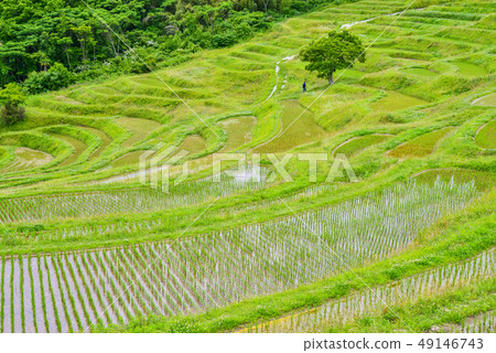 （千葉縣）Oyama Senmaida，種植水稻後種植的新鮮綠色大米 49146743