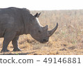 Safari犀牛 49146881