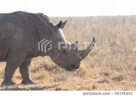 Safari犀牛 49146881