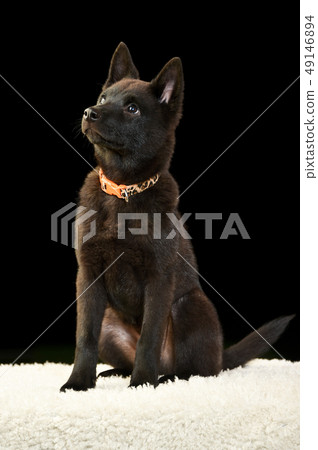 Kai dog Kai dog 49146894
