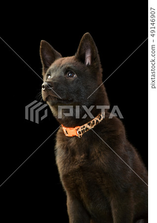 Kai dog Kai dog 49146907