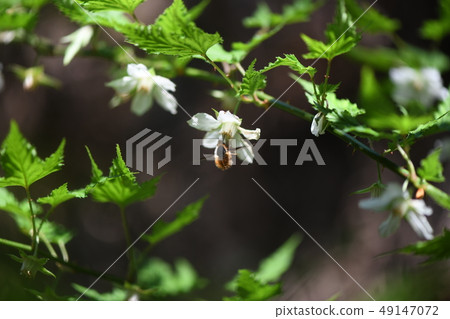 Flower visit of Hanaab Flower visit of Hanaab 49147072