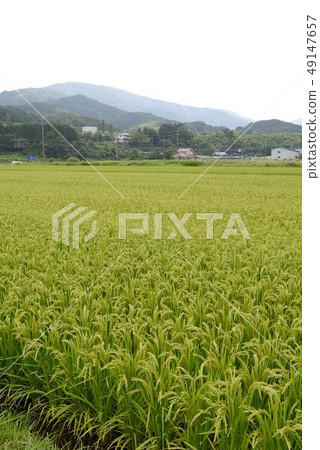 Rural landscape 49147657
