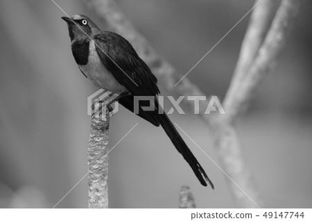 Sharp-tailed Shama Thrush (Copsychus malabaricus) Sharp-tailed Shama Thrush (Copsychus malabaricus) 49147744