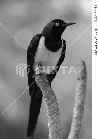 Sharp-tailed Shama Thrush (Copsychus malabaricus) 49147745