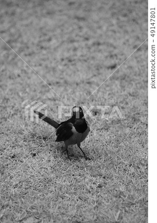 Sharp-tailed Shama Thrush (Copsychus malabaricus) 49147801