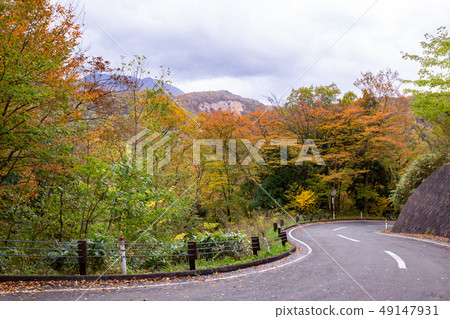 Autumn leaves in the Shirakami Mountains, a World Heritage Site Autumn leaves in the Shirakami Mountains, a World Heritage Site 49147931