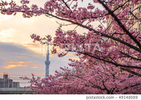 前Nakagawa Riverbed Kawazu Sakura和Sky Tree 49148089