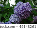 Blue-violet hydrangea with water drops 49148261