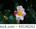 Rose with bicolor petals 49148262