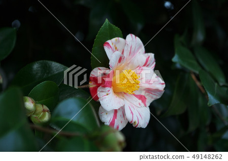 Rose with bicolor petals 49148262