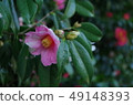 Camellia garden 49148393