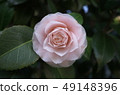 Double-flowered camellia like a rose 49148396