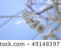 White snow weeping plum 49148397