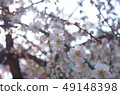 White plum sea 49148398