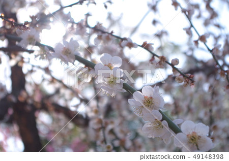 White plum sea 49148398