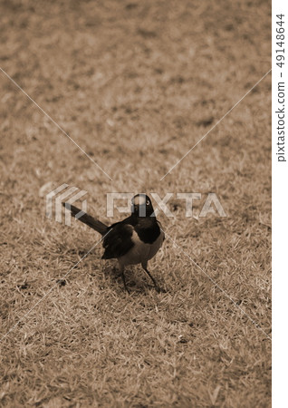 Copsychus malabaricus bird 49148644