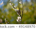 White-eye 49148970