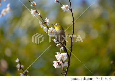 White-eye White-eye 49148970