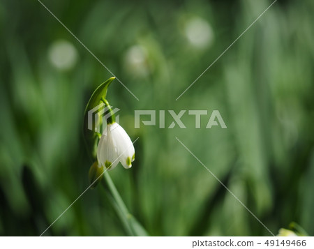 Snowflake flowers Snowflake flowers 49149466