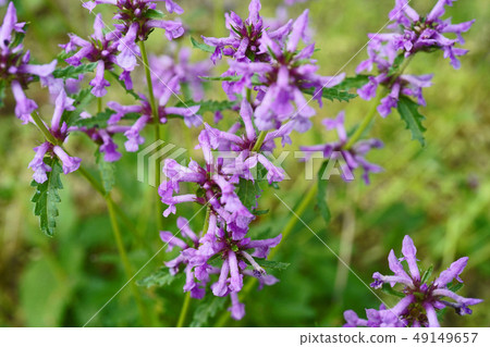 Wild Wild Ezo Inugoma Wild Wild Ezo Inugoma 49149657