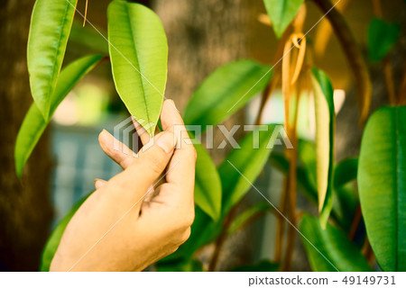 Person touching lush leaves Person touching lush leaves 49149731