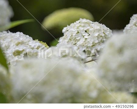白色繡球花 49150296