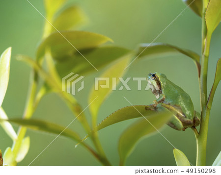 青蛙青蛙 青蛙青蛙 49150298