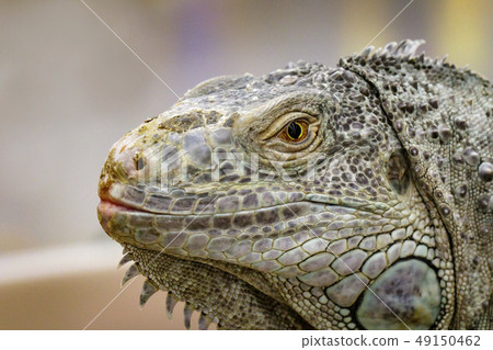 Image of an iguana head on nature background. 49150462