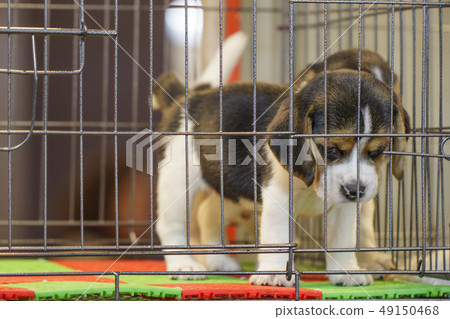 Image of beagle puppy is in the cage. Dog. Pet. 49150468