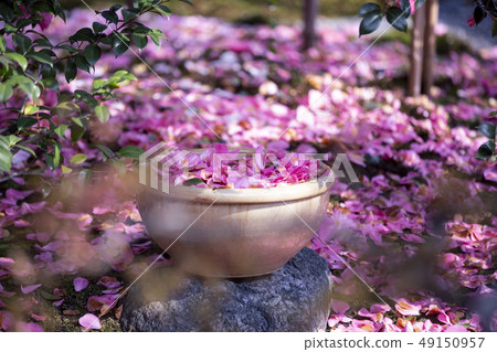 地藏院的山茶花（椿） 49150957