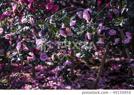 地藏院的山茶花(椿) 地藏院的山茶花(椿) 49150958